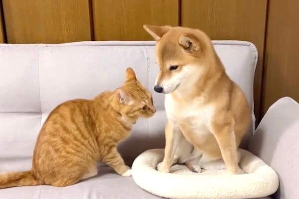 どっちが悪い？猫のベッドに居座る柴犬と噛みつく猫のケンカが可愛い