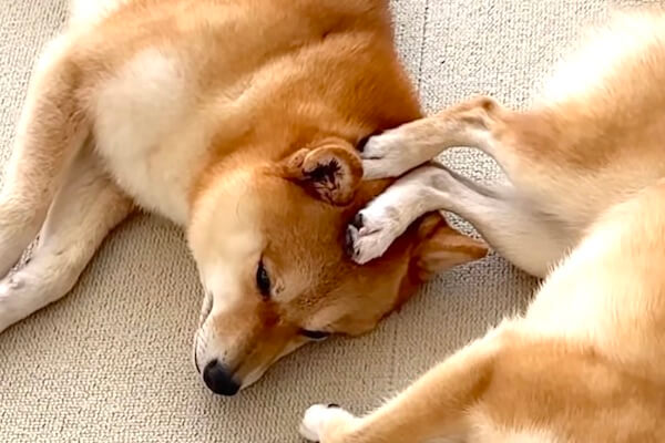 ぎゅむっ】仲良く眠る柴犬姉妹をよく見てみたら「それでいいんか
