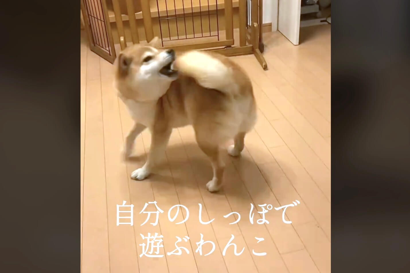 柴犬,動画