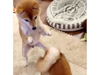 柴犬,動画