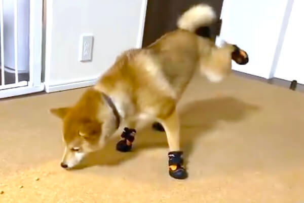 柴犬(茶色)☆ モネ01(2484) 鹿児大輝荘 目が印象的な綺麗な柴犬が生まれました