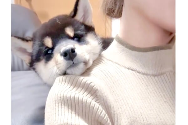 黒柴©️（感謝） 人生を変える愛おしい黒柴犬との感謝散歩 | musashi-0303のブログ