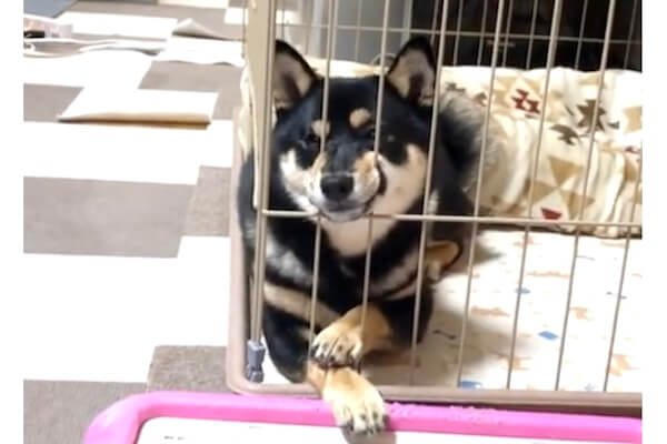 思わず飼い主も「びっくりしますやん。」と投稿した柴犬の変顔がこちら