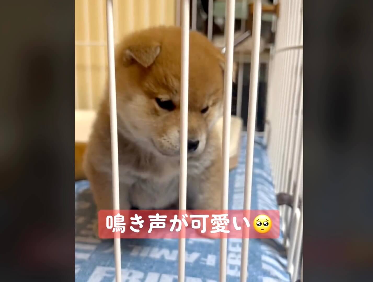 柴犬,動画