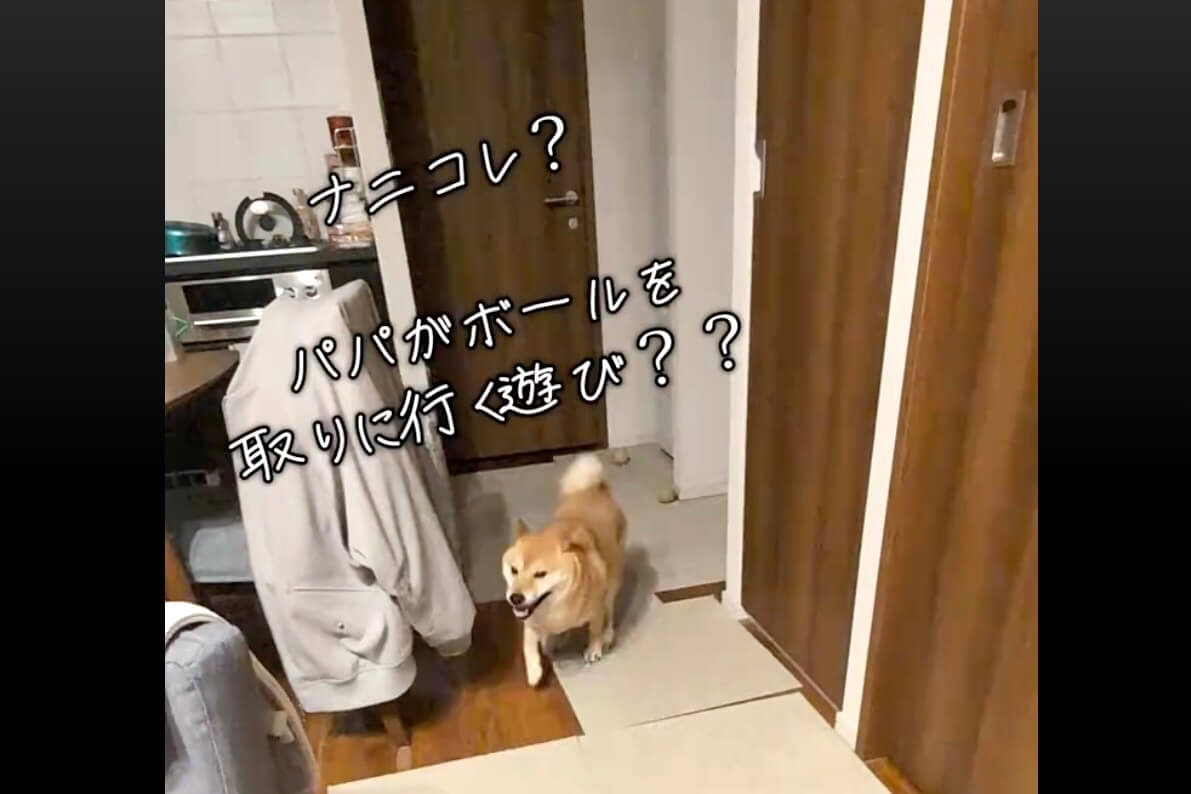 柴犬,動画