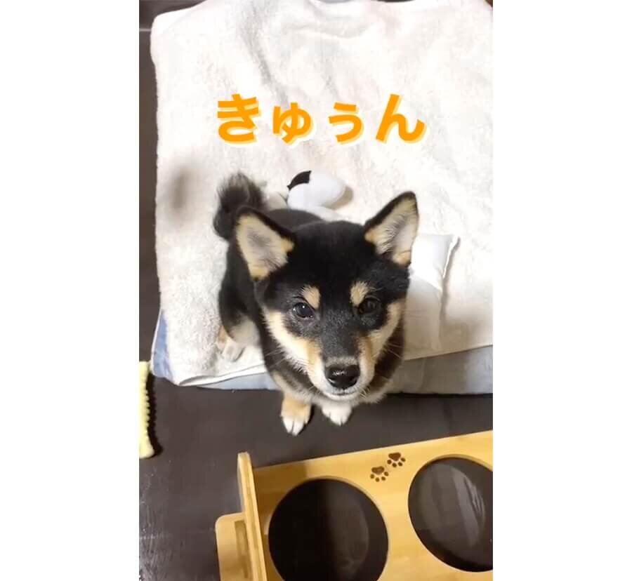 柴犬,動画