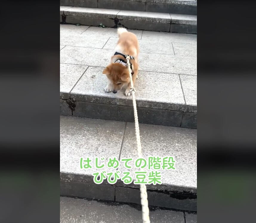 柴犬,動画