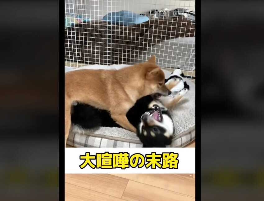 柴犬,動画