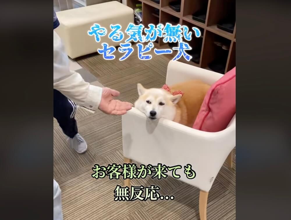 柴犬,動画