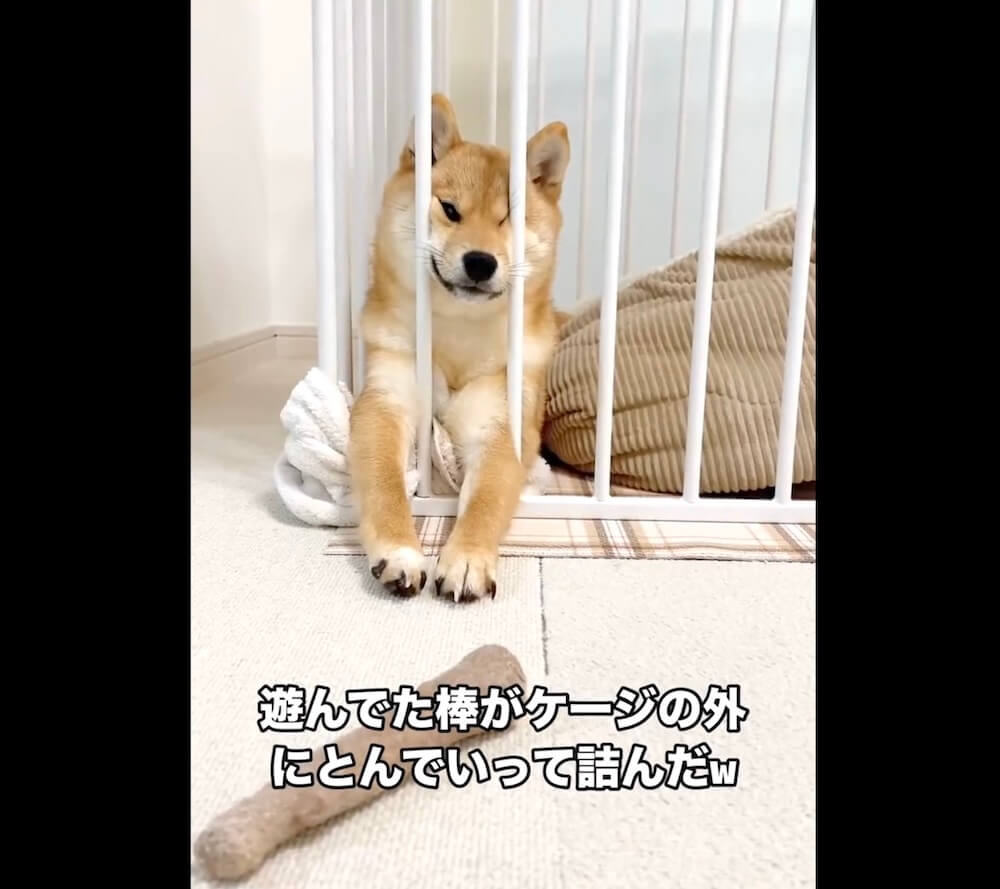 柴犬,動画