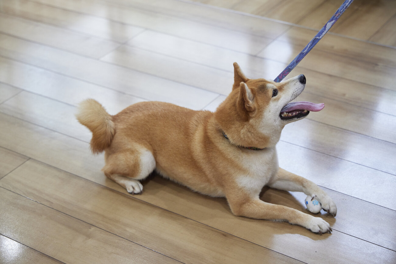柴犬,すべらない床