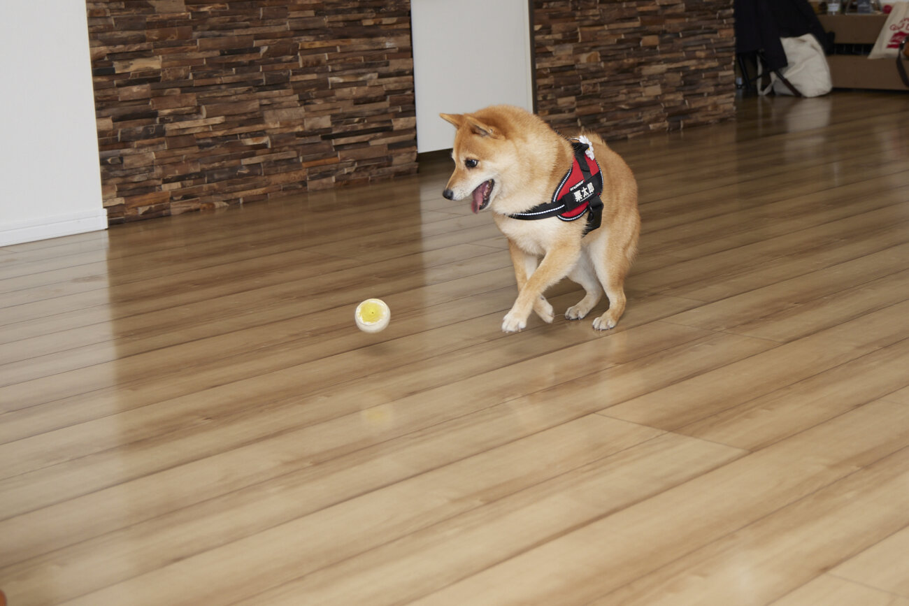 柴犬,すべらない床