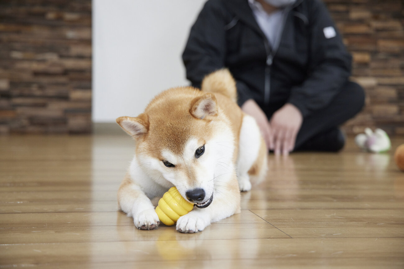 柴犬,すべらない床