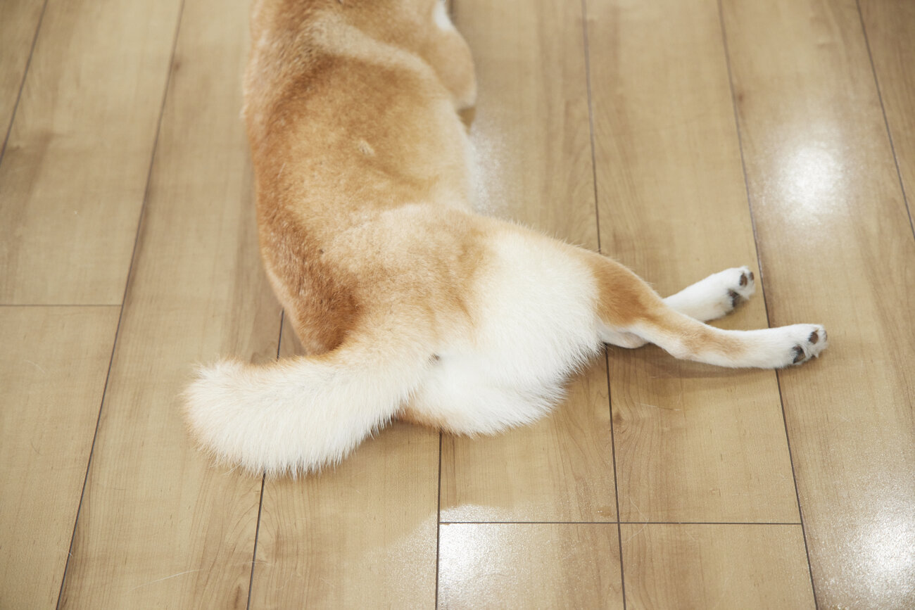 柴犬,すべらない床