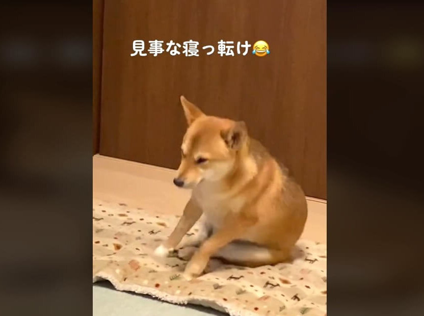 柴犬,動画