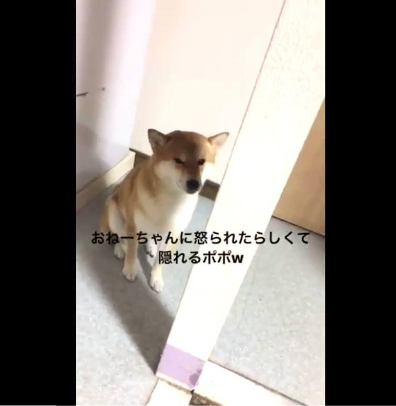 柴犬,動画