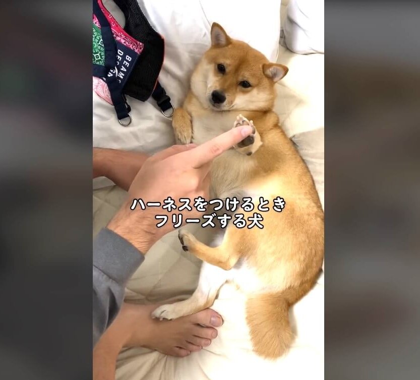柴犬,動画