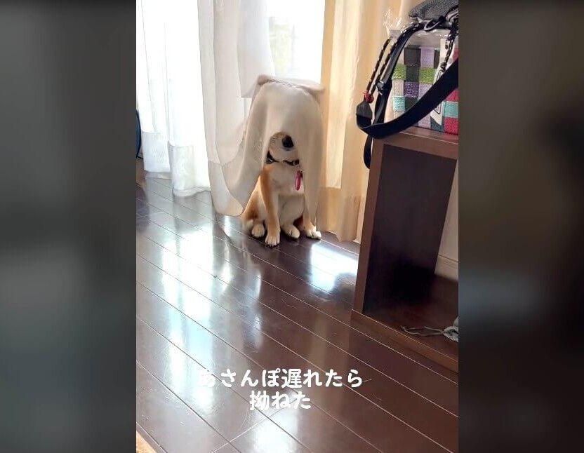 柴犬,動画