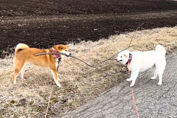 デカい枝を見つけてウキウキの柴犬。ところがきょうだい柴が「ちょー
