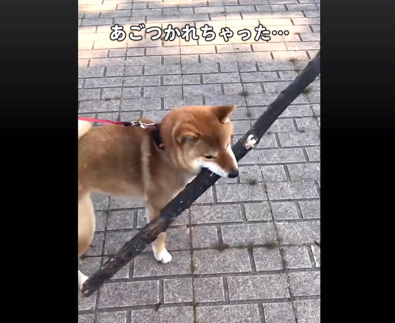 柴犬,動画