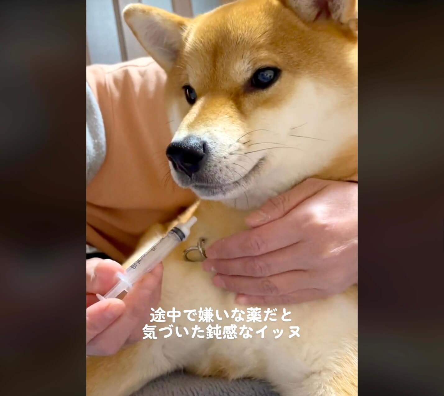 おもちゃを投げるフリして柴犬のしっぽに隠してみたら…想像以上に