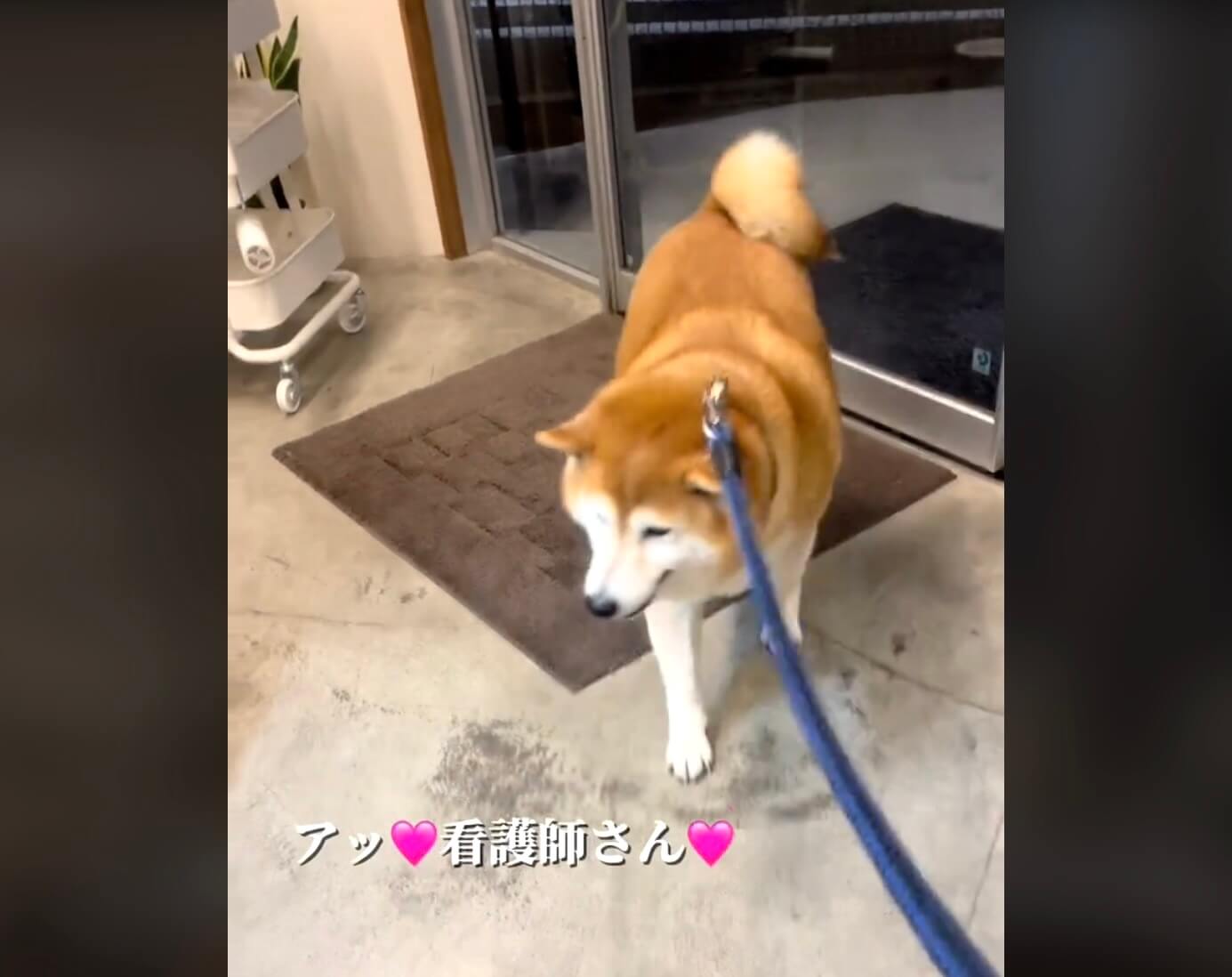 柴犬,動画