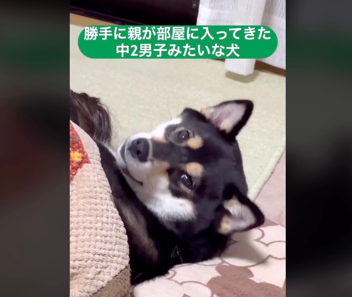 柴犬,動画