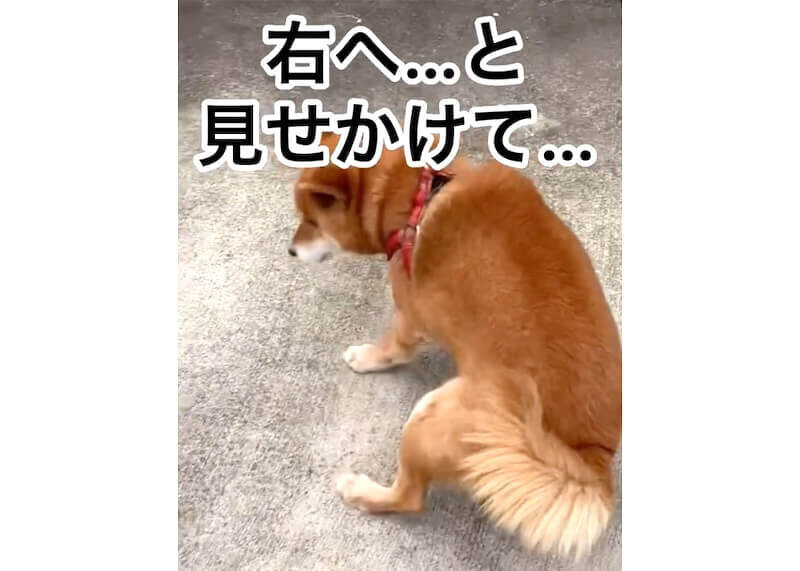 柴犬,動画