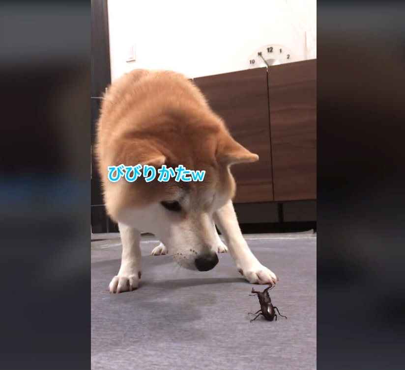 柴犬,動画