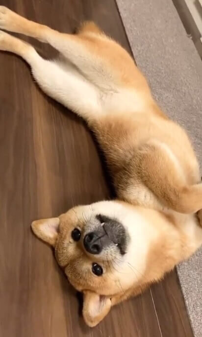 寝相芸術的すぎ」と投稿されたヘソ天柴犬が見事な仕上がりだった【動画