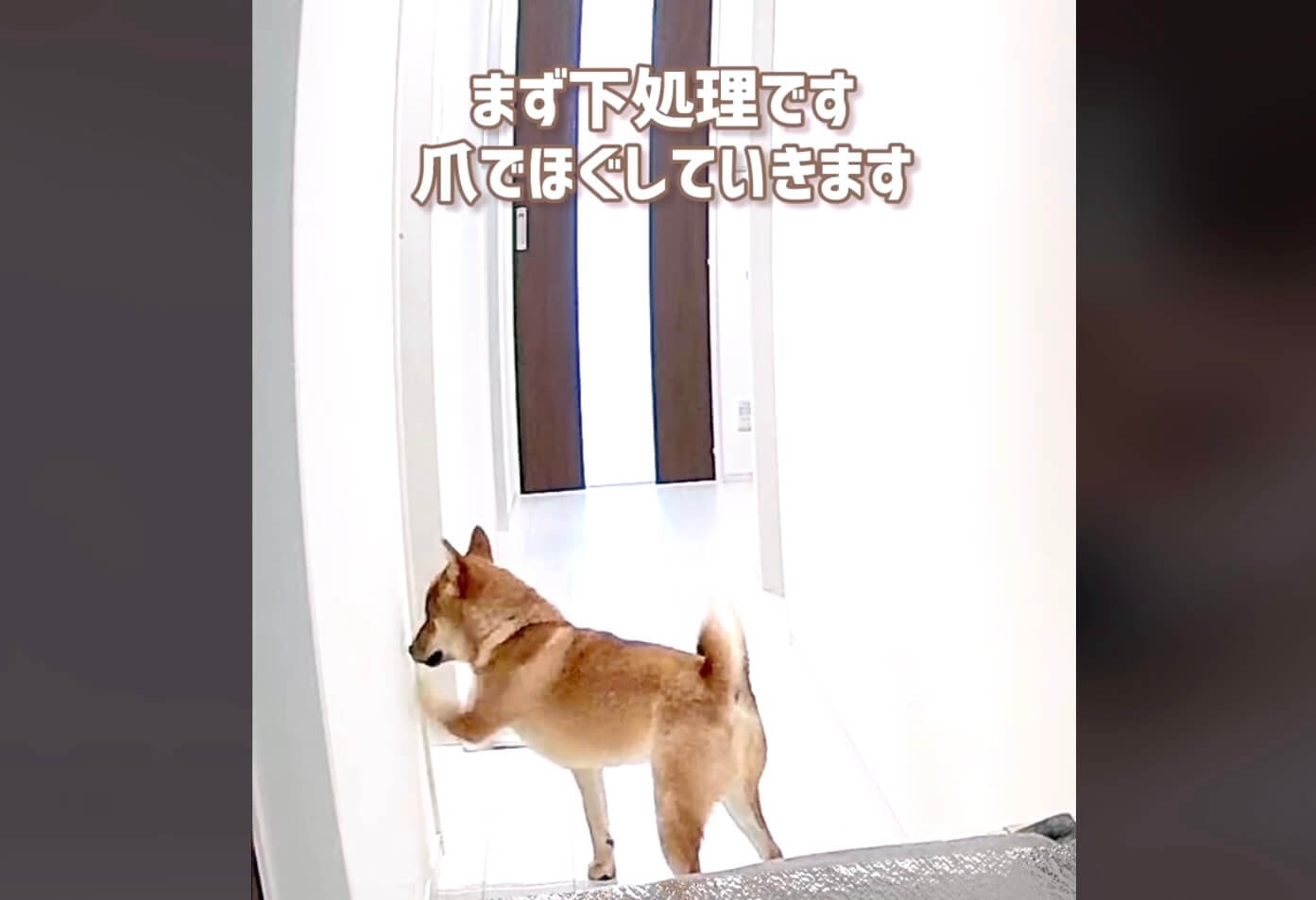 柴犬,動画