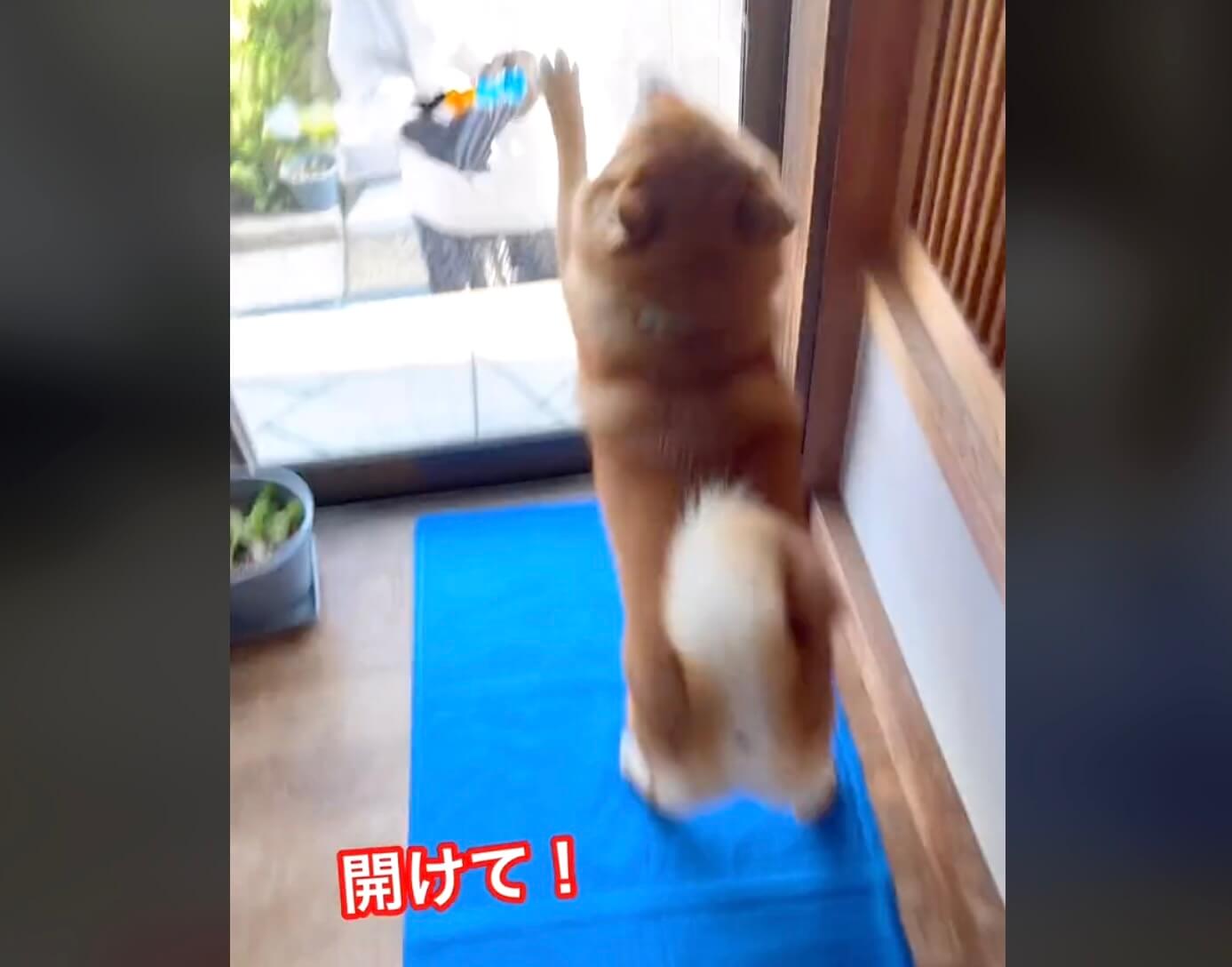 柴犬,動画