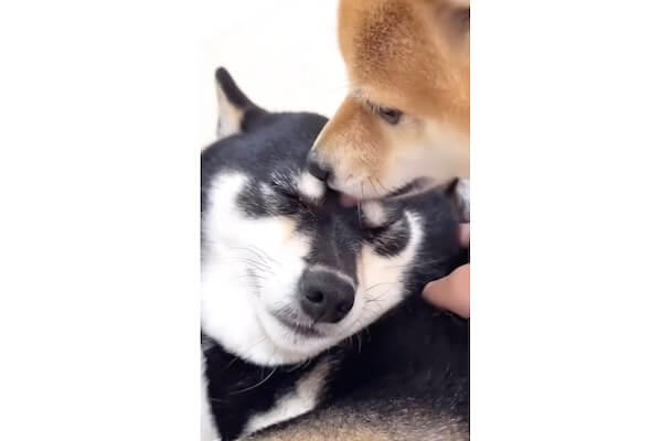 お姉ちゃん、大好き♡」柴犬姉妹の仲良しタイムに癒されて心が無事