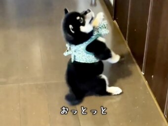 柴犬,動画