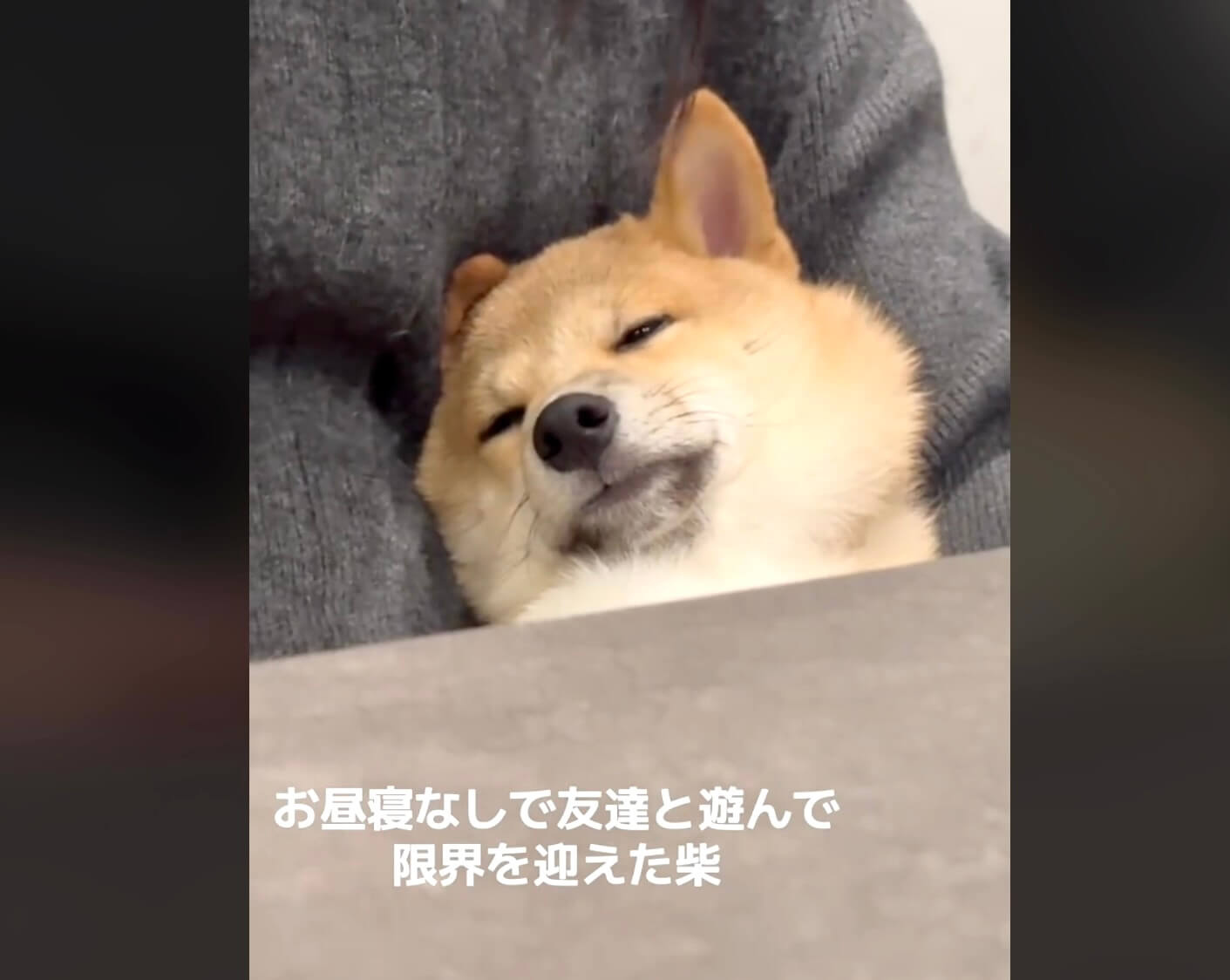 柴犬,動画