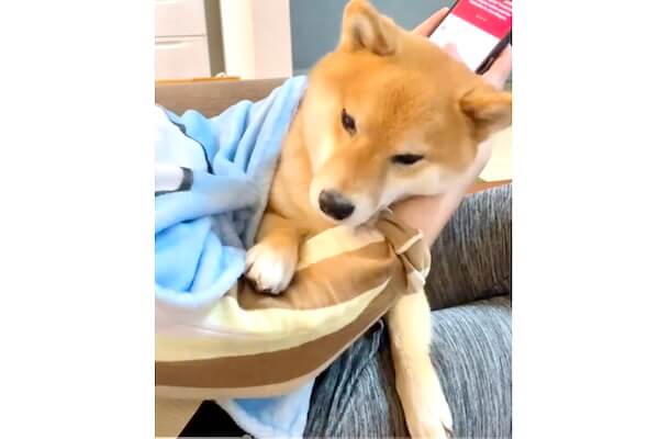 飼い主がくつろいでいると「ちょっと失礼しますね」甘えん坊の柴犬が