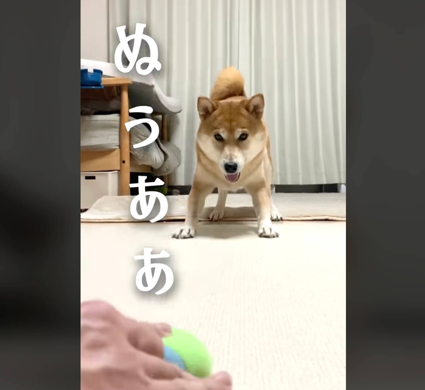 柴犬,動画