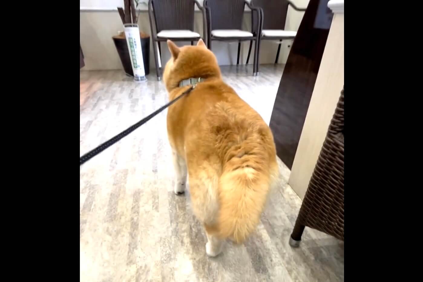 柴犬,動画