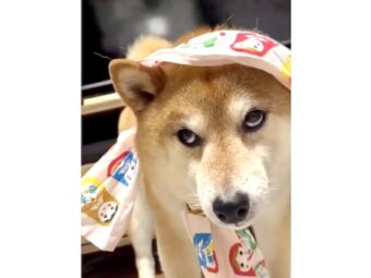 柴犬,動画