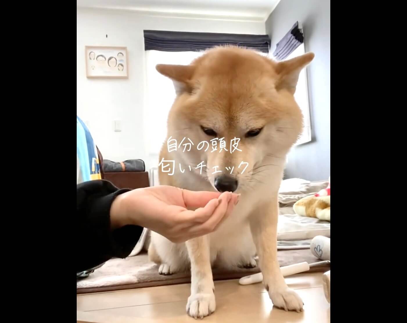 柴犬,動画