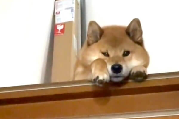 可愛すぎる…」階段の上からじっと見てくる柴犬に、思わず飼い主の声が