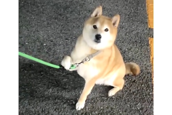 散歩中にストライキを起こした柴犬。真顔でおやつを要求してて笑った