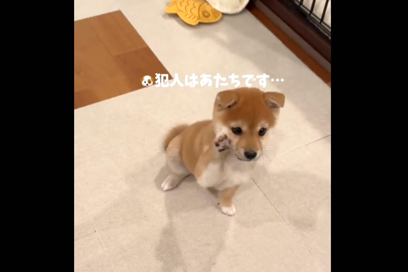 柴犬,動画