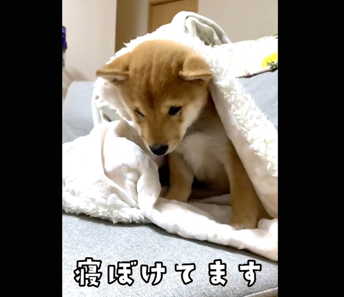 柴犬,動画