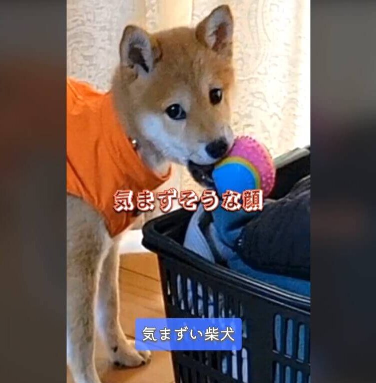 柴犬,動画