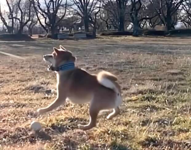 柴犬,動画