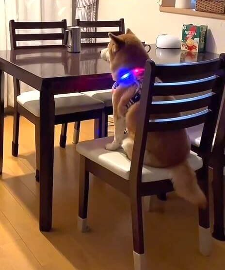 無言で食卓に鎮座しているのは散歩待機中の柴犬。首輪だけピカピカして