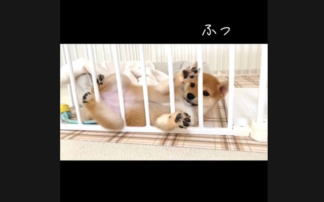 柴犬,動画
