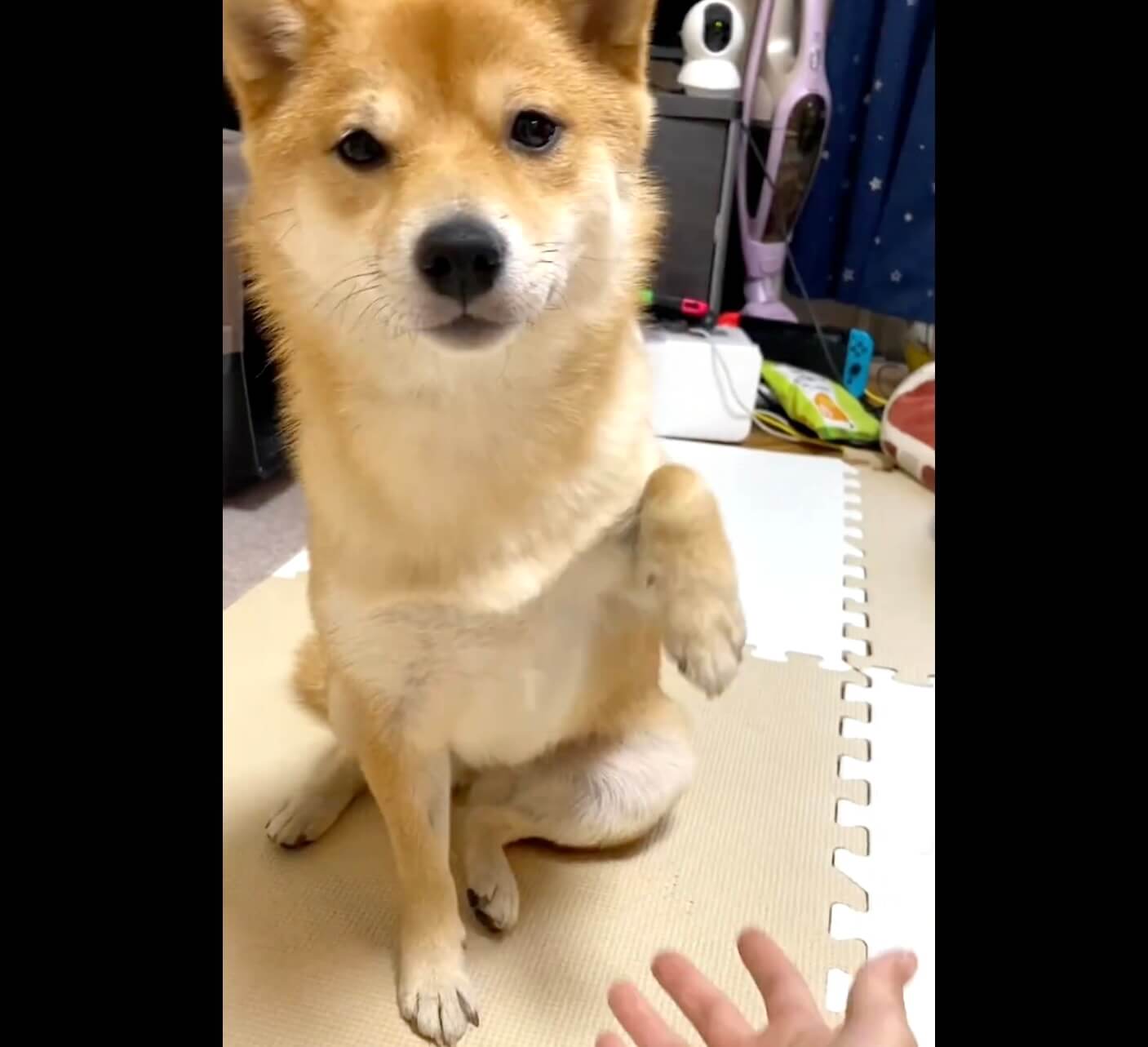 柴犬,動画