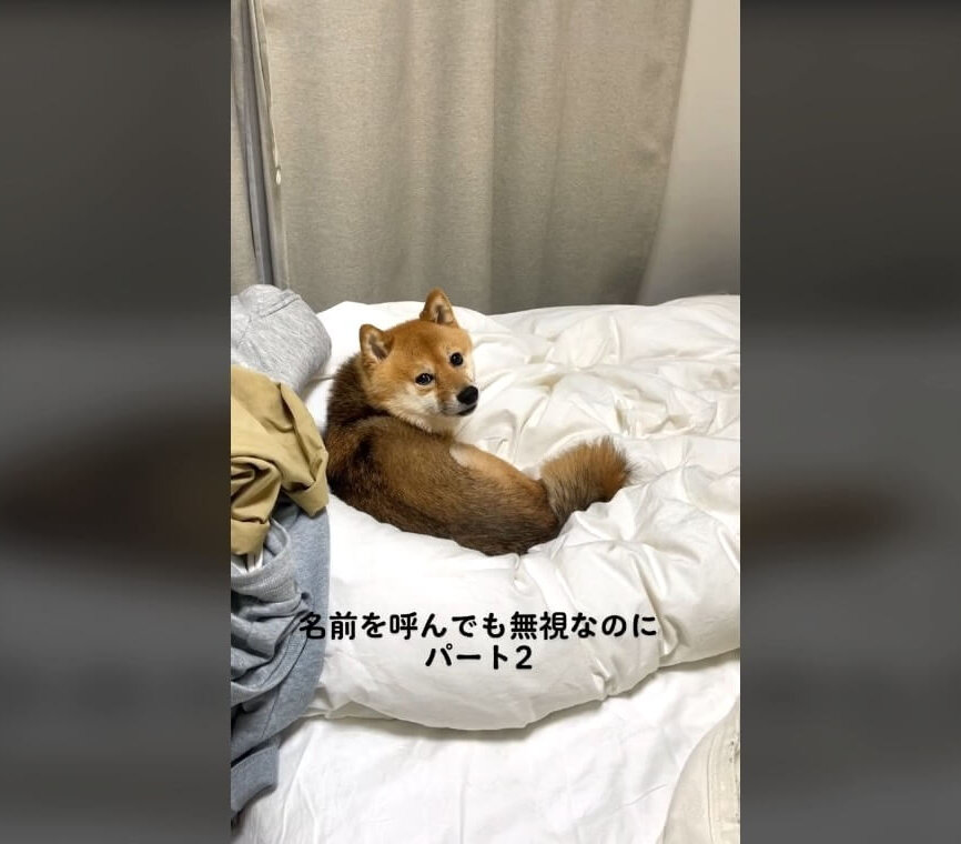 柴犬,動画